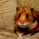 What is needed to keep a hamster?