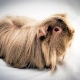 Longhair guinea pigs: features, breeds and recommendations for care
