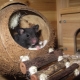 House for the rat: how to choose and do it yourself?