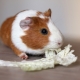 Guinea pig house: types and selection rules