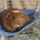 Hammock for guinea pig: how to choose and do it yourself?