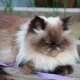 Himalayan cats: characteristics, varieties, choice and rules of care