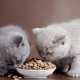 Hypoallergenic food for cats and kittens: features, types and subtleties of choice