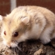 Campbell Hamster: breed features, maintenance and care