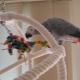 DIY parrot toys