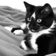 Names for cats and cats in black and white.