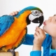 Names for Boy Parrots