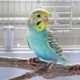Budgerigar names