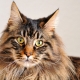 Maine Coon breed history