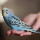 How and how many budgerigars sleep?
