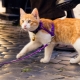 How to put on a cat harness?