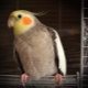 How to teach a parrot to talk to a cockatiel?