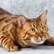 What to call a bengal cat?