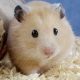 How to determine the gender of a hamster?