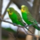 How to determine the sex of a budgie?