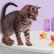 How to bathe a kitten for the first time and at what age can you start?