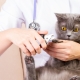 How to cut the claws of a cat and cat with a nail clipper?