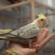 How to tame a Corella in your hands?