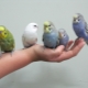 How to tame budgerigar?