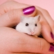 How to teach a hamster to hand?