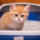 How to train a kitten to a tray?