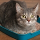 How to train an adult cat in a tray?