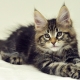 How do Maine Coon kittens grow by months?