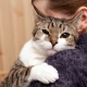 How to make a cat affectionate?