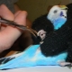 How to cut the claws of a budgie?