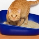 How to choose a clumping cat litter?