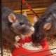 How to choose food for decorative rats?
