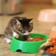 How to choose food for kittens up to a year old?