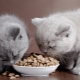 How to choose a premium dry food for cats?