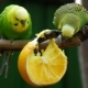 What kind of fruits can be given to budgies?