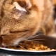 Canadian Cat Food: Features and Manufacturer Ratings