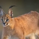 Caracals: characteristics of the breed, rules for home care