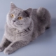 Cartesian cats: features of the breed, nature and rules of care