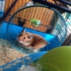 Hamster cages: types, selection and arrangement