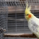 Corella cages: construction, arrangement, installation and care