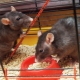 Rat cages: characteristics, selection, equipment, care