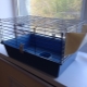 Cages for guinea pigs: selection and arrangement