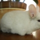 Cages for chinchilla: types, features of choice and arrangement