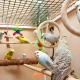 Cages for budgies: selection, arrangement, installation and care