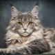 Names for Maine Coons: what to call a boy?