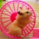 Wheel for a hamster: varieties, selection and training