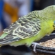 Budgie food