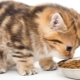 Super-premium cat food: description, brands, selection tips