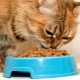 Premium Kitten Food: Composition, Manufacturers, Selection Tips