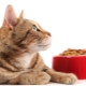 Holistic-class feed for cats: producer ratings and selection rules