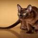 American Burmese cats: description and features of care